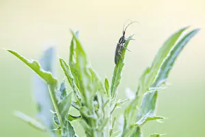 Baden Wurttemberg Wildlife Prints: Macro image of an insect in Germany
