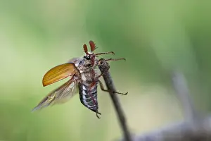 Macro image of an insect in Germany