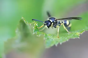 Macro Photography In Europe Prints: Macro image of an insect in Germany