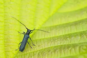 Germany Wildlife Images Prints: Macro image of an insect in Germany