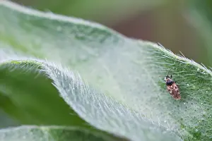 German Flora And Fauna Photos Prints: Macro image of an insect in Germany