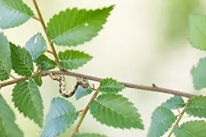 Baden Wurttemberg Flora Prints: Macro image of an insect in Germany