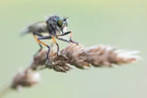 Macro Nature Photography Prints: Macro image of an insect in Germany