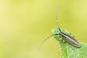 Images Dated 19th May 2020: Macro Print of Agapanthia cardui Weißstreifiger Distelbock Beetle