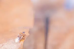 Germany Macro Photography Prints: Macro image of an insect in Germany
