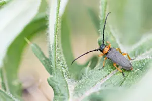 Macro Photography Europe Prints: Macro image of an insect in Germany