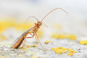Lower Saxony Nature Images Prints: Macro image of an insect in Germany