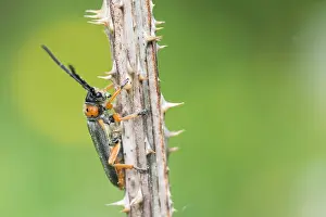 Outdoor Nature Photography Tips Prints: Macro image of an insect in Germany