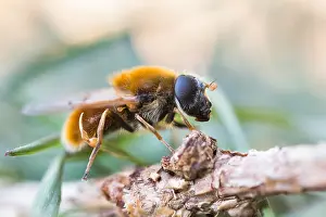 German Flora And Fauna Images Prints: Macro image of an insect in Germany