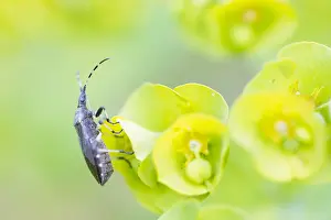 European Flora And Fauna Prints: Macro image of an insect in Germany