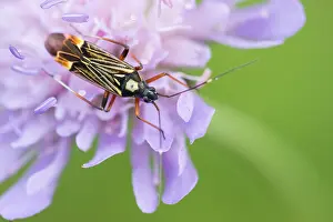 Macro image of an insect in Germany