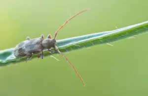 Germany Wildlife Images Prints: Macro image of an insect in Germany
