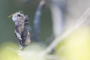 Macro Nature Photography Prints: Macro image of an insect in Germany