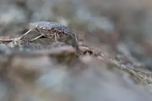 German Nature Photography Outdoors Prints: Macro image of an insect in Germany