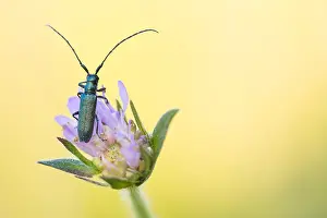 Baden Wurttemberg Nature Images Prints: Macro image of an insect in Germany