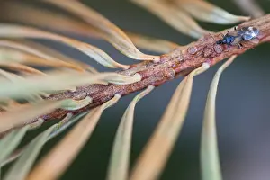 Macro Insect Images Prints: Macro image of an insect in Germany