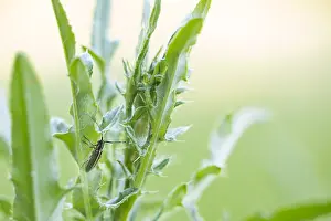 Baden Wurttemberg Flora Prints: Macro image of an insect in Germany