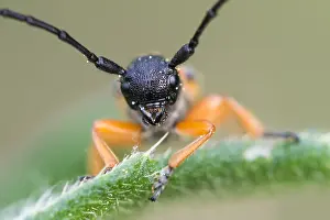 German Flora And Fauna Images Prints: Macro image of an insect in Germany