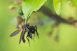 Germany Wildlife Images Prints: Macro image of an insect in Germany