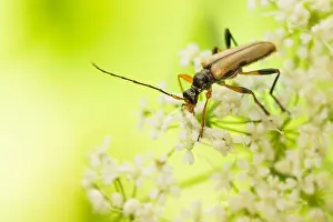 Bavaria Nature Images Prints: Macro image of an insect in Germany