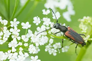 German Flora And Fauna Images Prints: Macro image of an insect in Germany