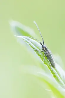 Macro Print of Agapanthia cardui Beetle in Germany