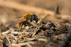 Germany Wildlife Images Prints: Macro image of an insect in Germany
