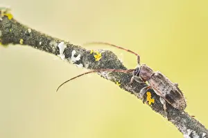 European Flora And Fauna Prints: Macro image of an insect in Germany