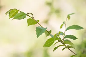 Baden Wurttemberg Nature Images Prints: Macro image of an insect in Germany