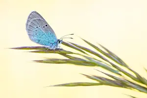 Framed Print : Glaucopsyche alexis Print - Macro Image of a Green-underside Blue Butterfly Framed Print : Glaucopsyche alexis Print - Macro Image of a Green-underside Blue Butterfly