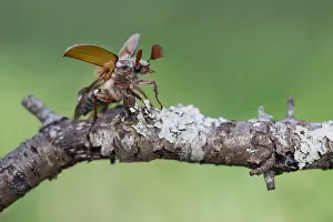 Macro image of an insect in Germany