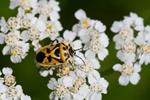 German Flora And Fauna Images Prints: Macro image of an insect in Germany