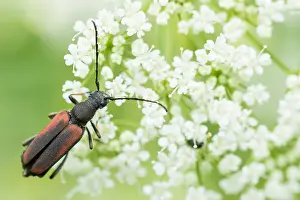Outdoor Wildlife Photography Tips Prints: Macro image of an insect in Germany