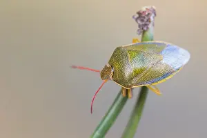 Baden Wurttemberg Wildlife Images Prints: Macro image of an insect in Germany
