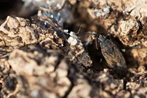Macro Nature Photography Prints: Macro image of an insect in Germany