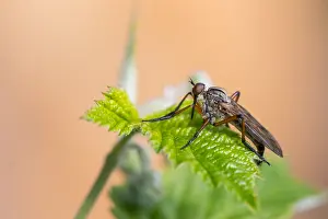 German Nature Photography Outdoors Prints: Macro image of an insect in Germany