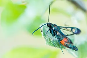 German Flora And Fauna Images Prints: Macro image of an insect in Germany