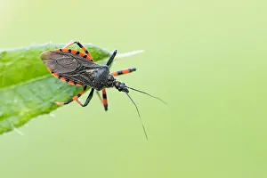 German Fauna And Flora Images Prints: Macro image of an insect in Germany