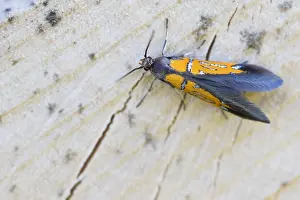 Outdoor Wildlife Photography Tips Prints: Macro image of an insect in Germany
