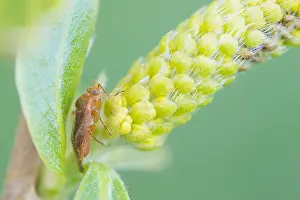 Outdoor Wildlife Photography Tips Prints: Macro image of an insect in Germany