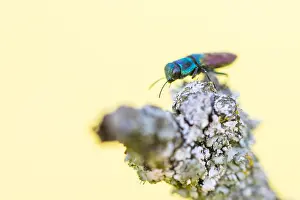German Macro Photography Prints: Macro image of an insect in Germany