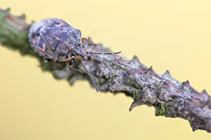 Macro Print of Holcogaster fibulata Imago