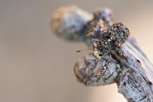 Macro image of an insect in Germany