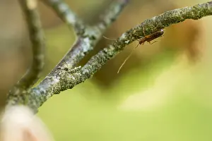 Baden Wurttemberg Nature Images Prints: Macro image of an insect in Germany