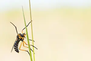 Baden Wurttemberg Nature Images Prints: Macro image of an insect in Germany