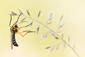 Baden Wurttemberg Nature Images Prints: Macro image of an insect in Germany