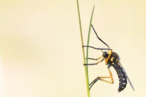 Macro Photography Europe Prints: Macro image of an insect in Germany