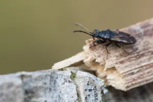 Macro Nature Photography Prints: Macro image of an insect in Germany