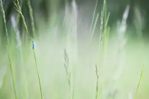 Macro Photography Nature Prints: Macro image of an insect in Germany