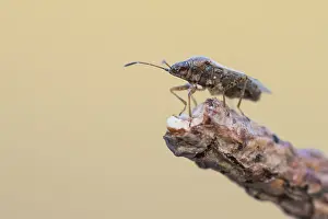 Macro Photography Nature Prints: Macro image of an insect in Germany